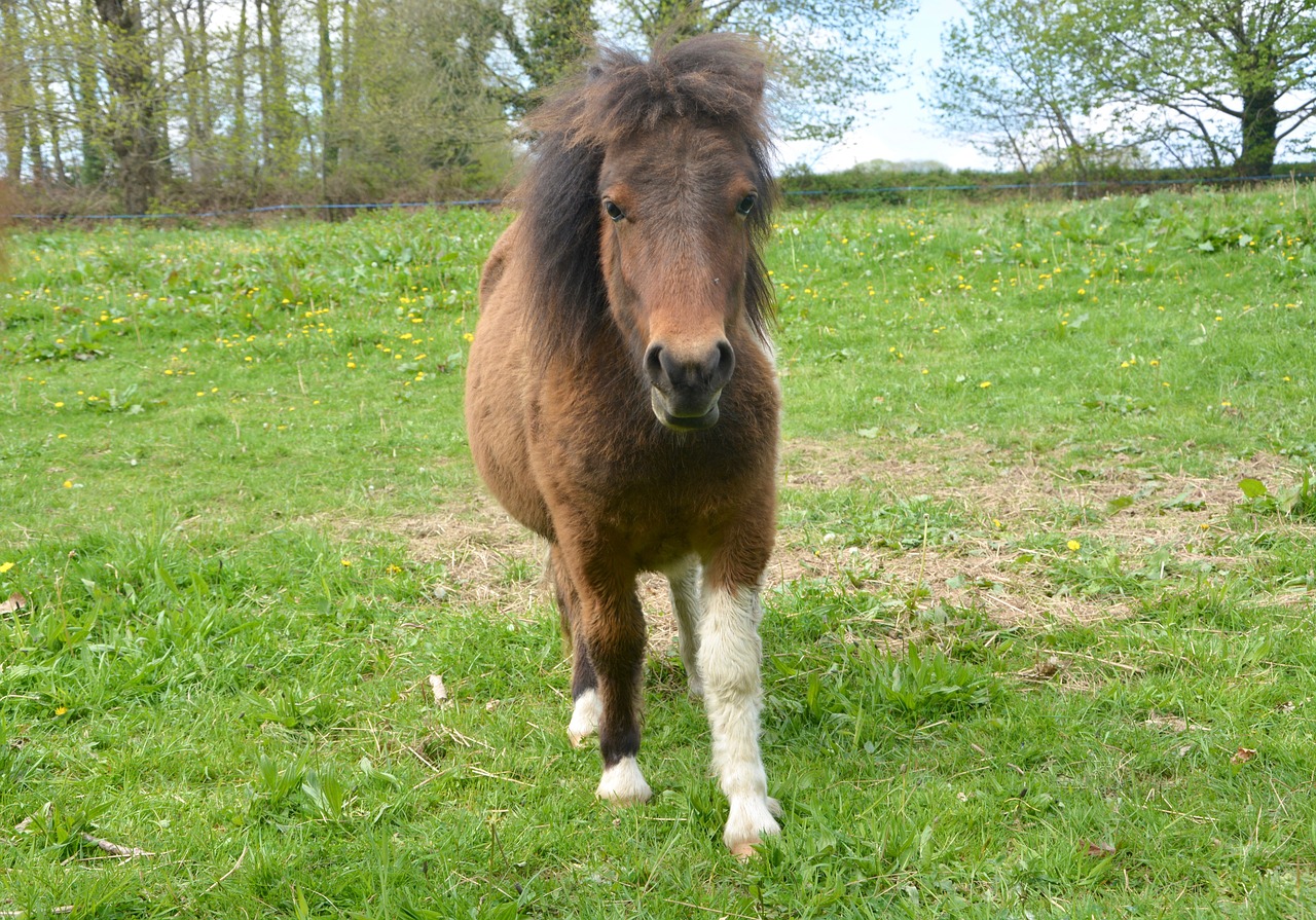 pony braid brown colours free photo