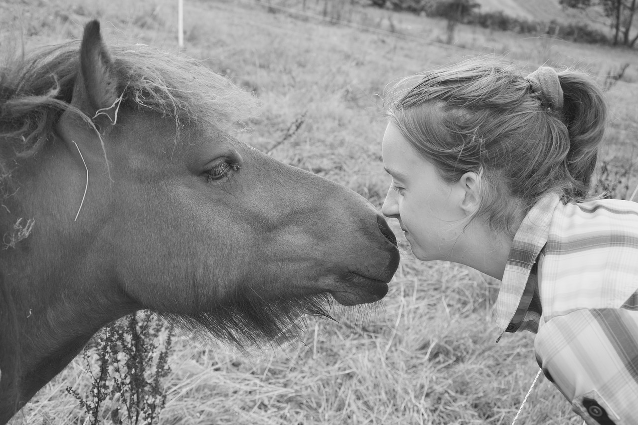 pony shetland photo black white free photo