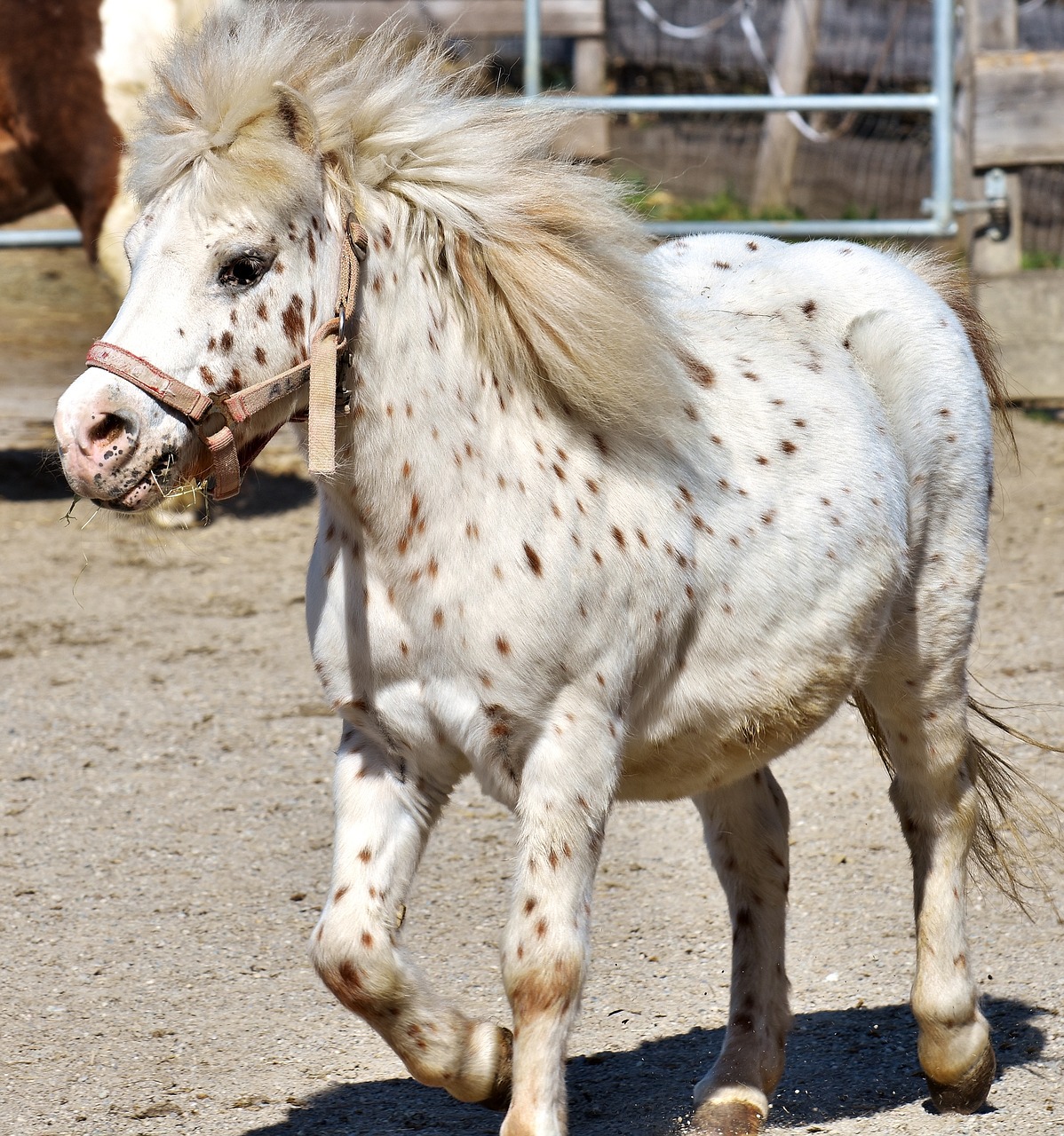 pony horse cute free photo
