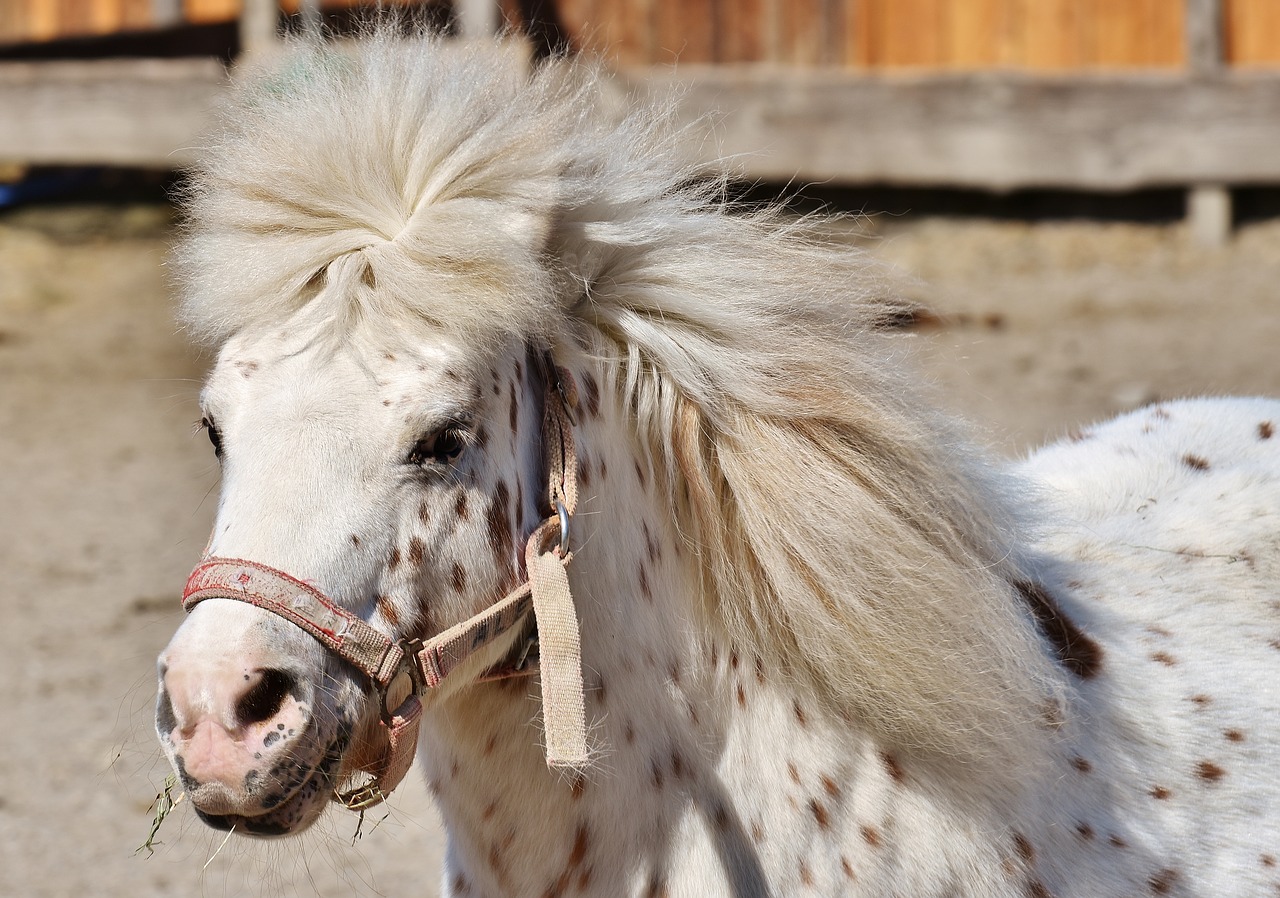 pony horse cute free photo