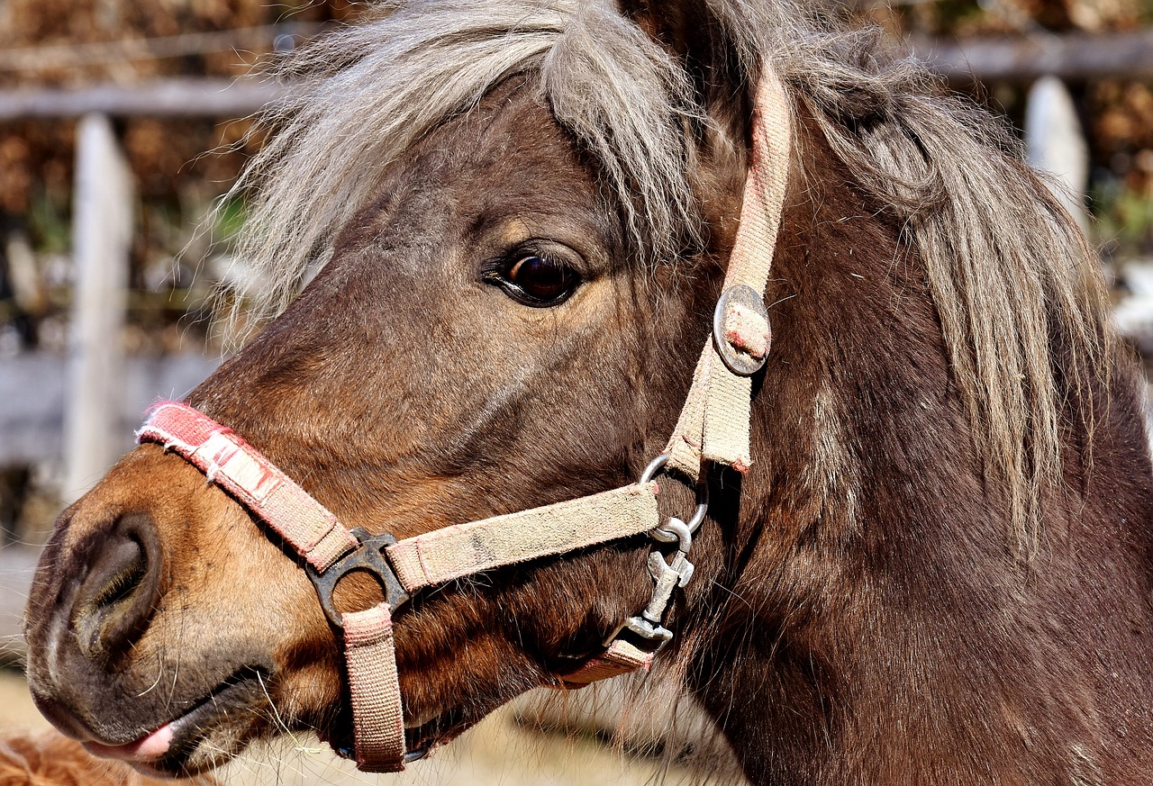 pony horse cute free photo