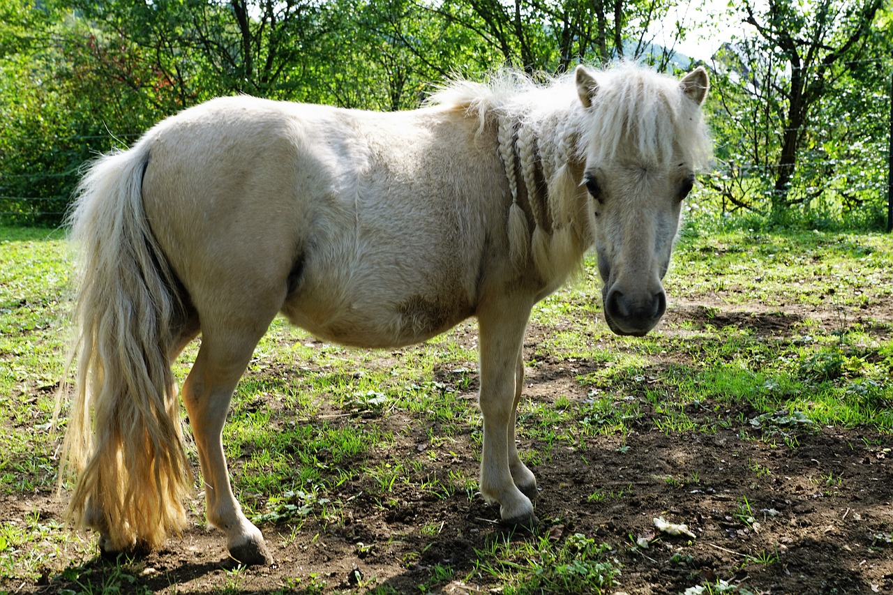 pony horses mold free photo