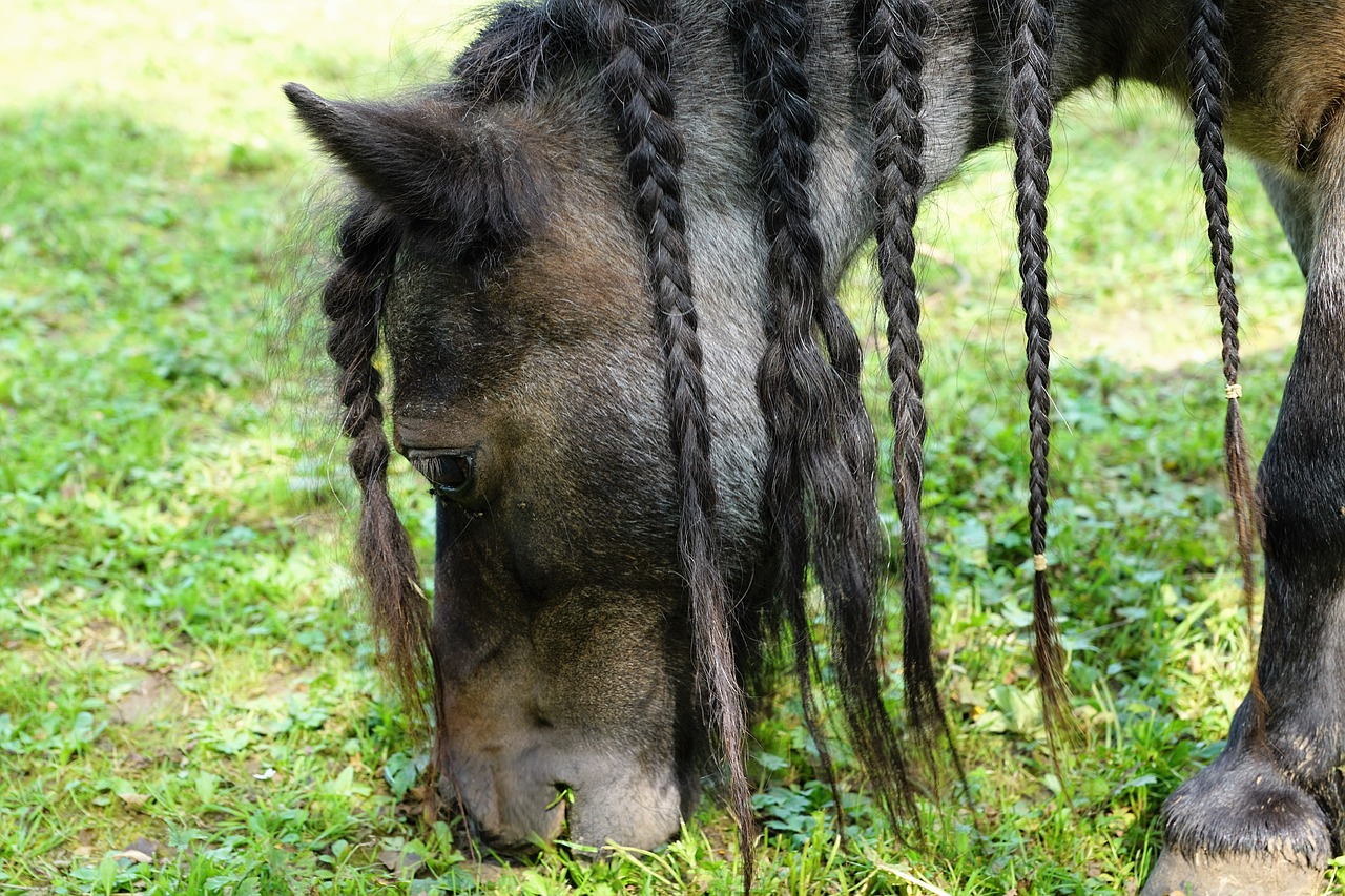 pony horse black free photo