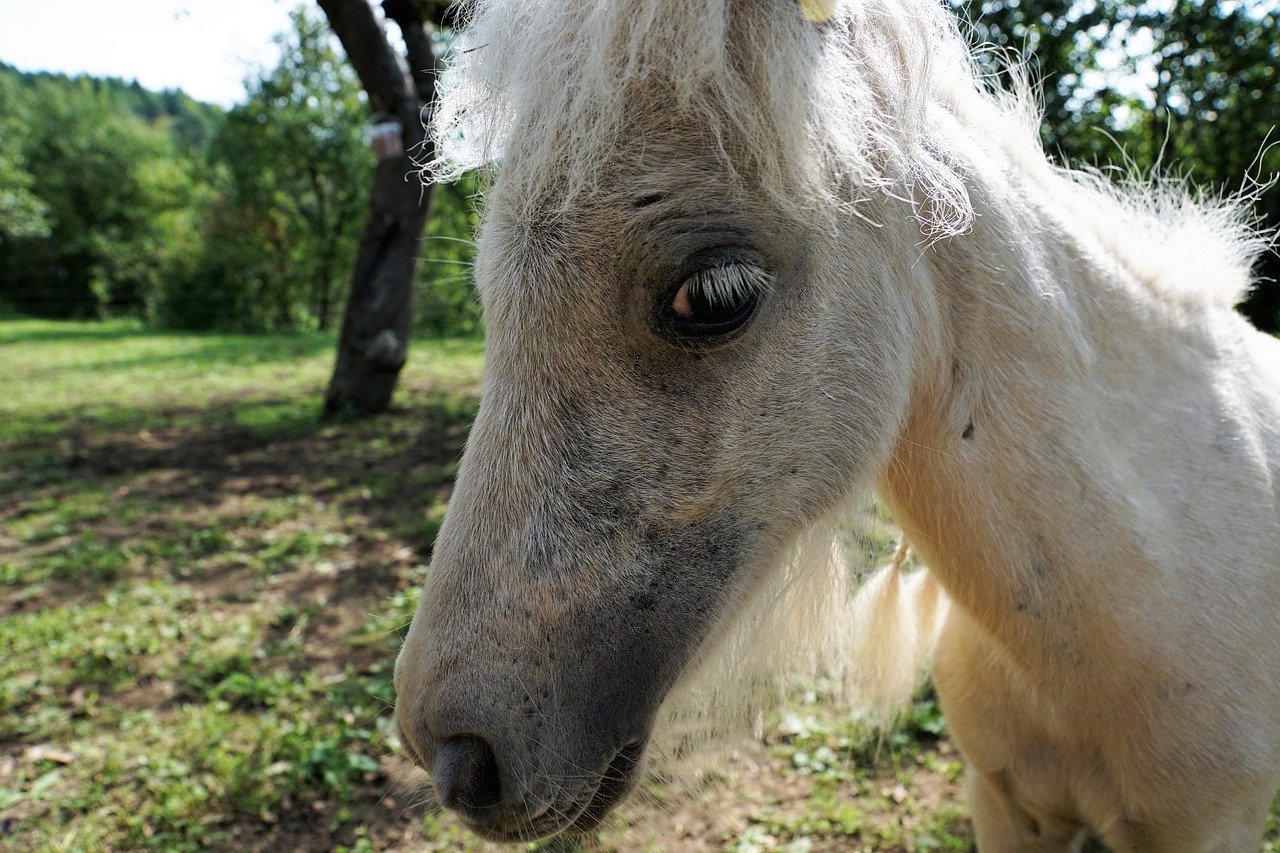 pony horse white free photo