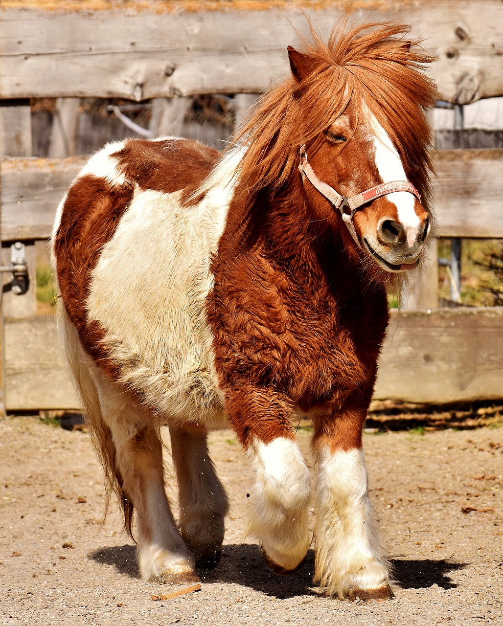 pony horse cute free photo