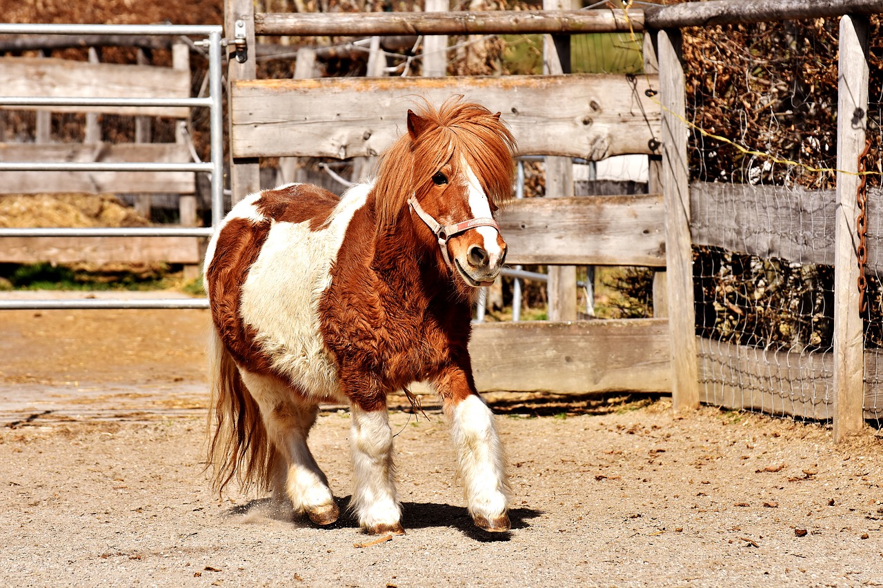 pony horse cute free photo