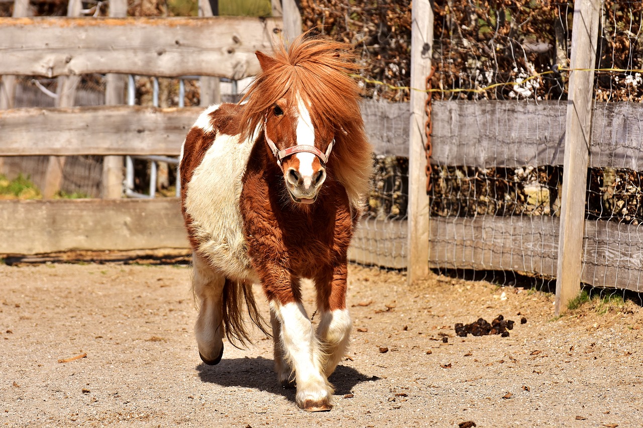 pony horse cute free photo