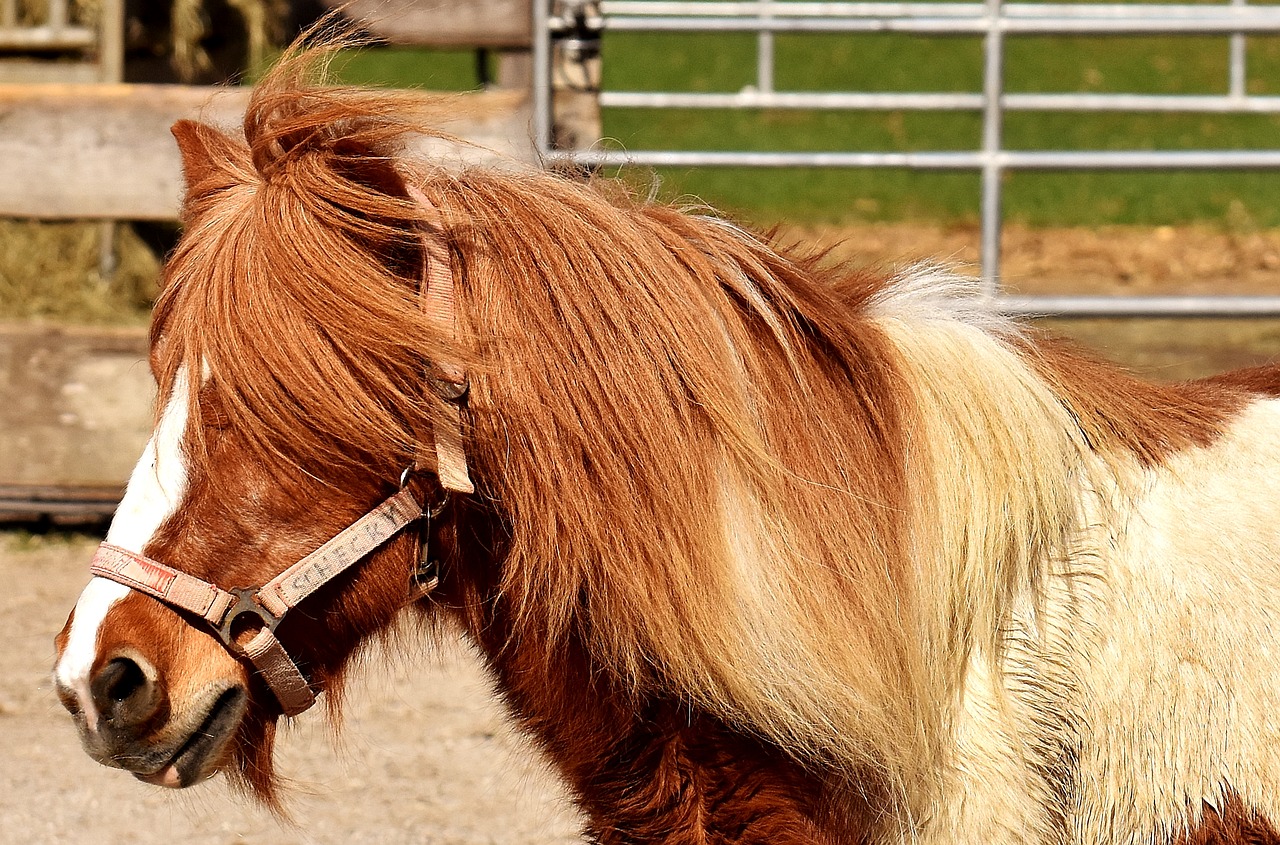 pony horse cute free photo