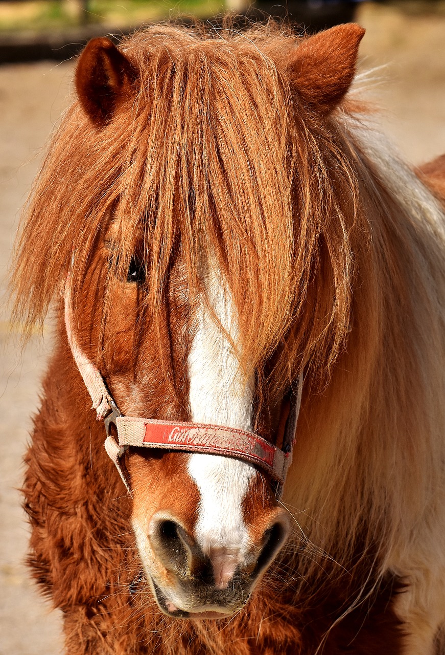 pony horse cute free photo