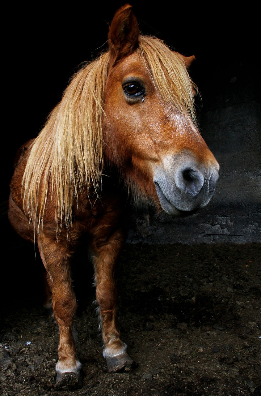 pony animal black free photo