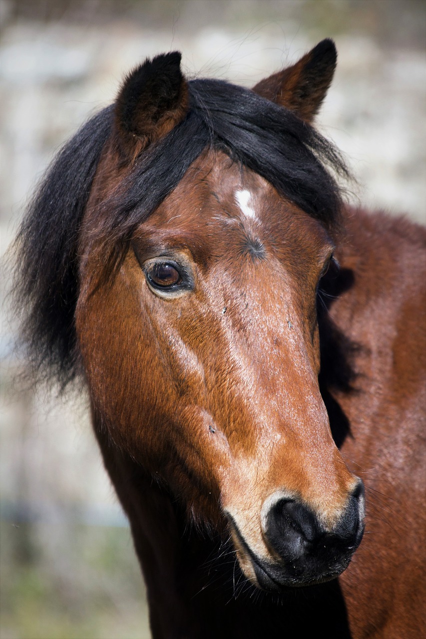 pony animal animals free photo