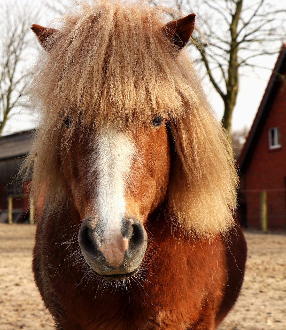 pony animal animal world free photo