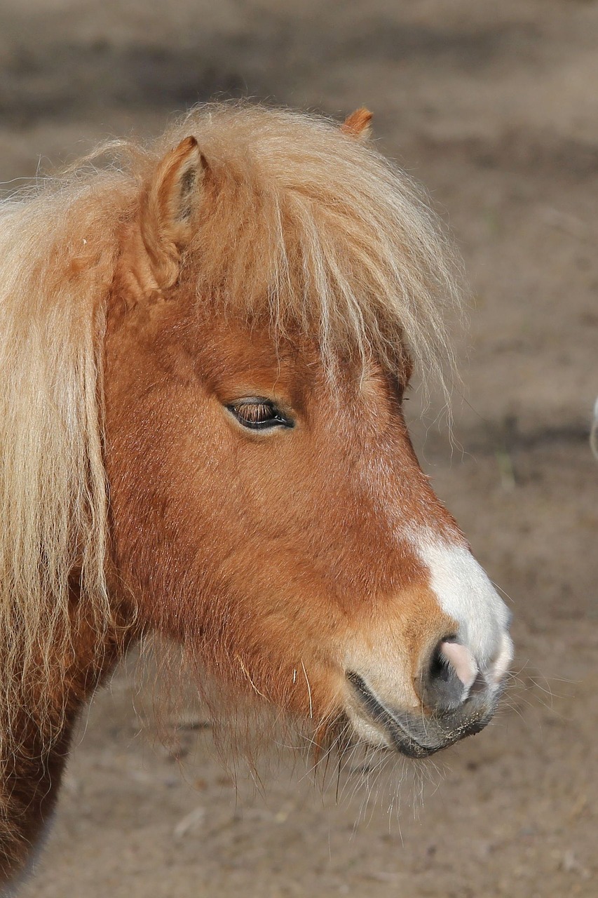 pony  portrait  animal free photo
