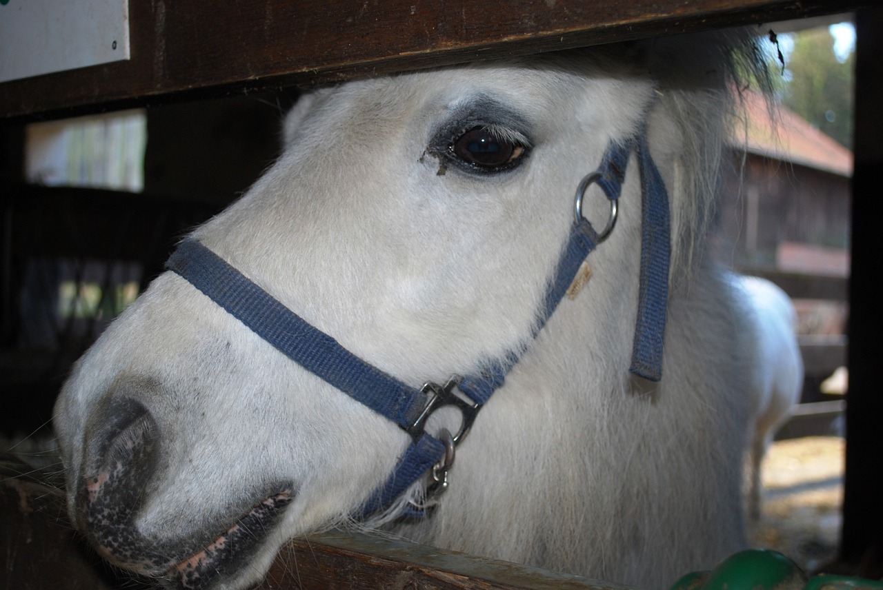 pony white horse barn free photo