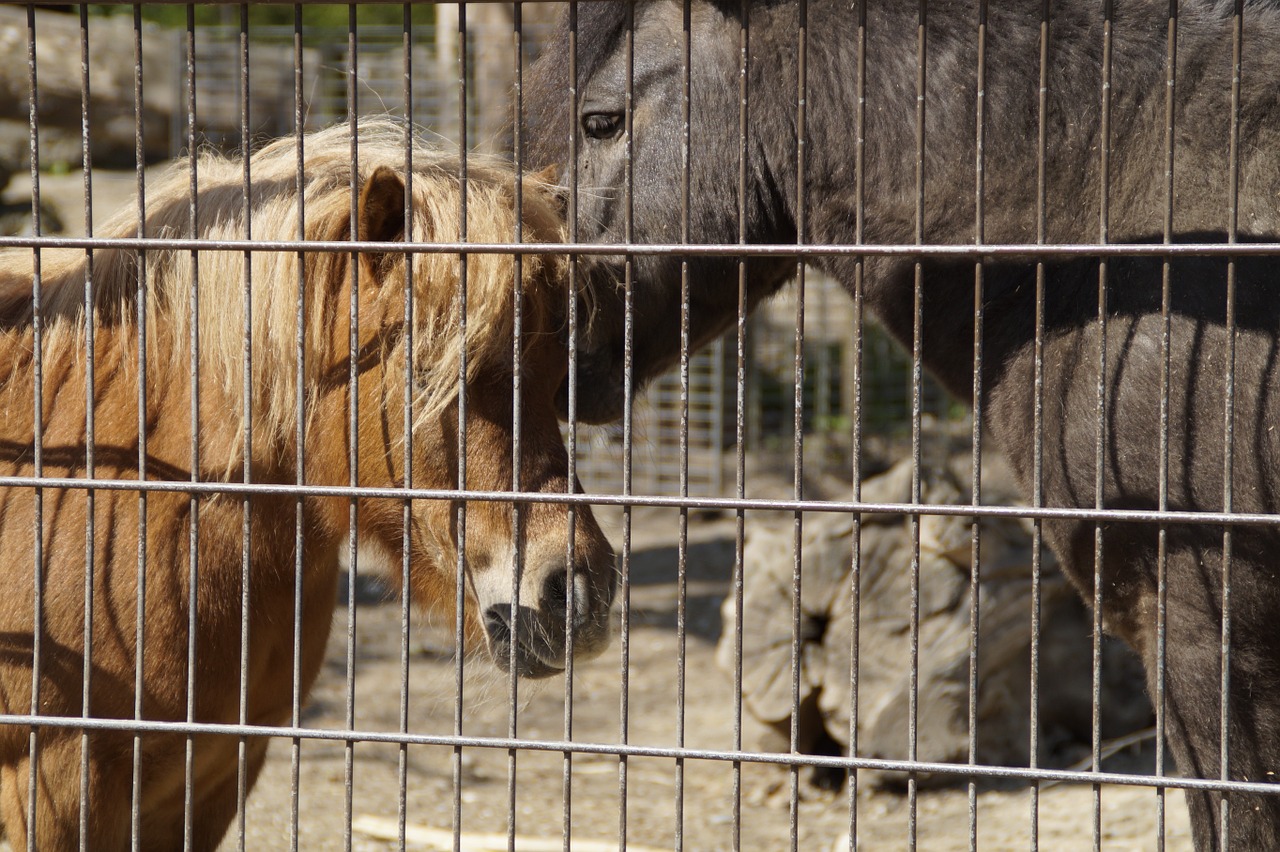 pony ponies fenced free photo