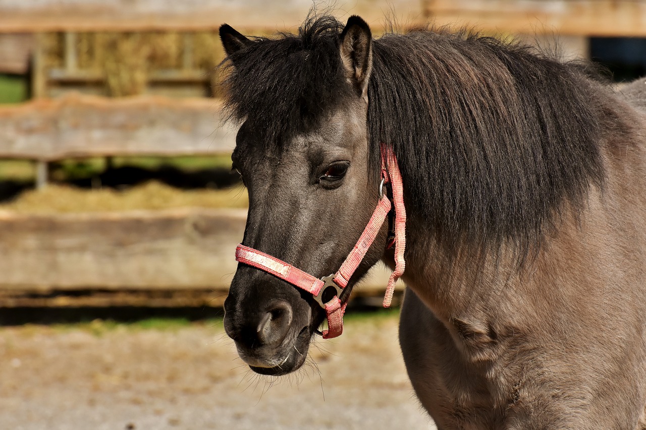 pony  horse  cute free photo