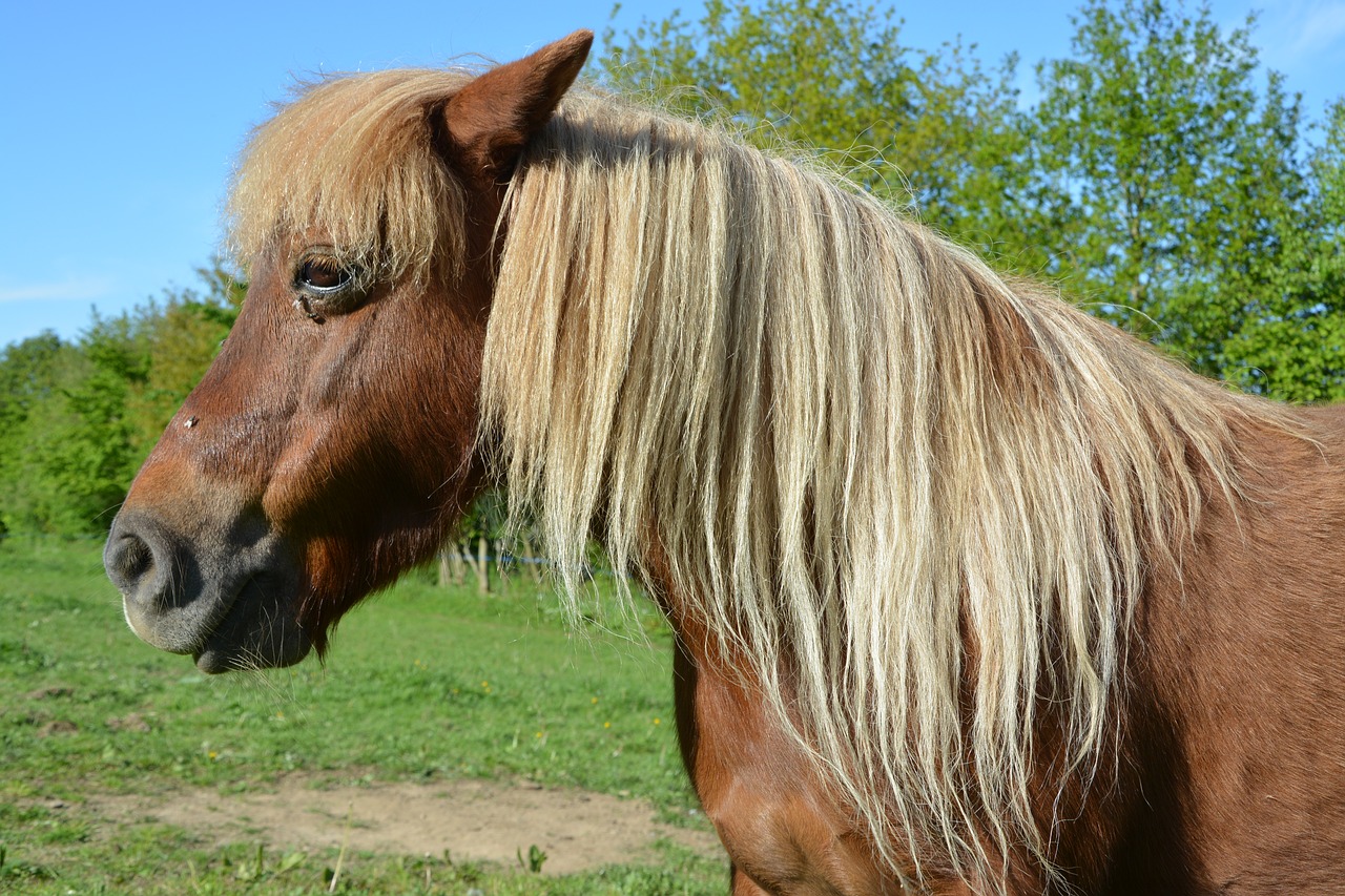 pony  shetland pony  small horse free photo