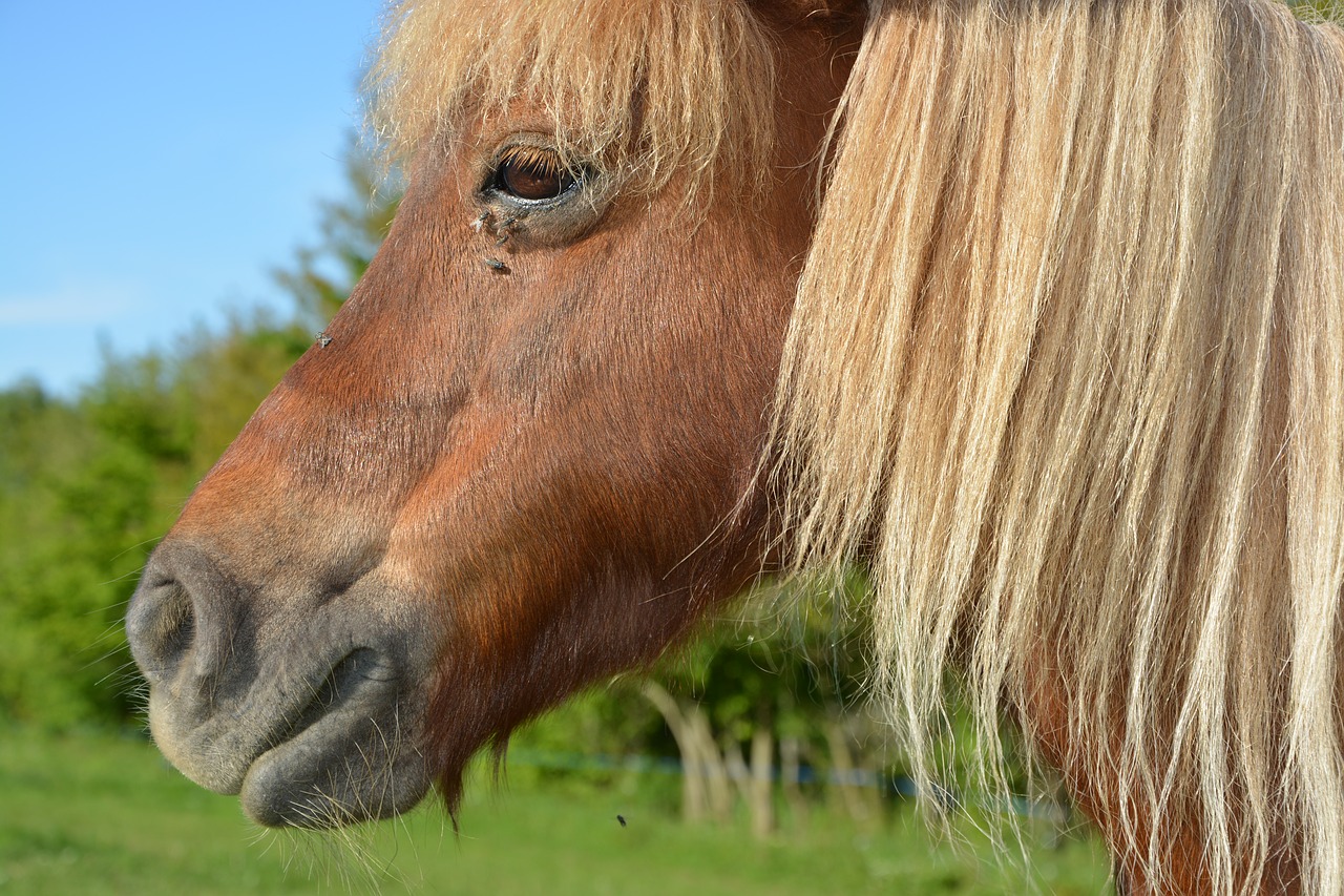 pony  shetland pony  portrait profile pony free photo