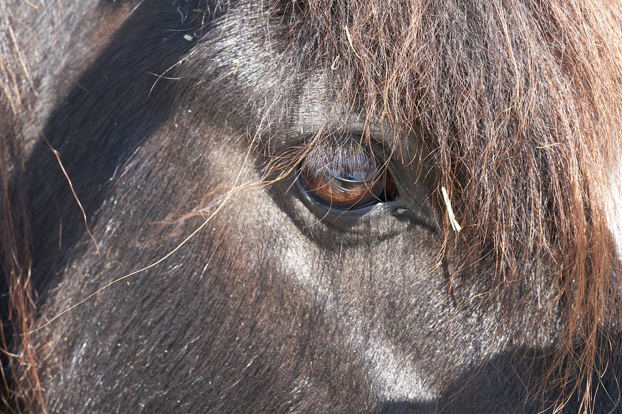pony  horse  eye free photo