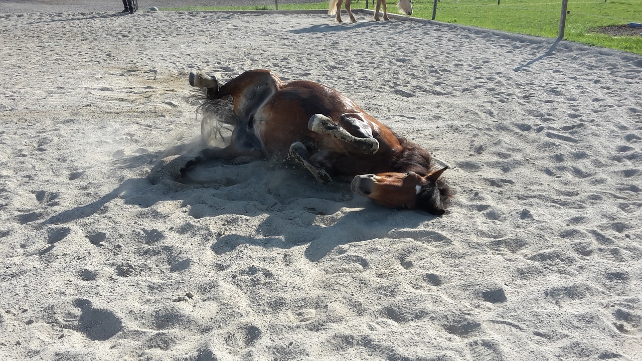 pony  clay court  rolling free photo