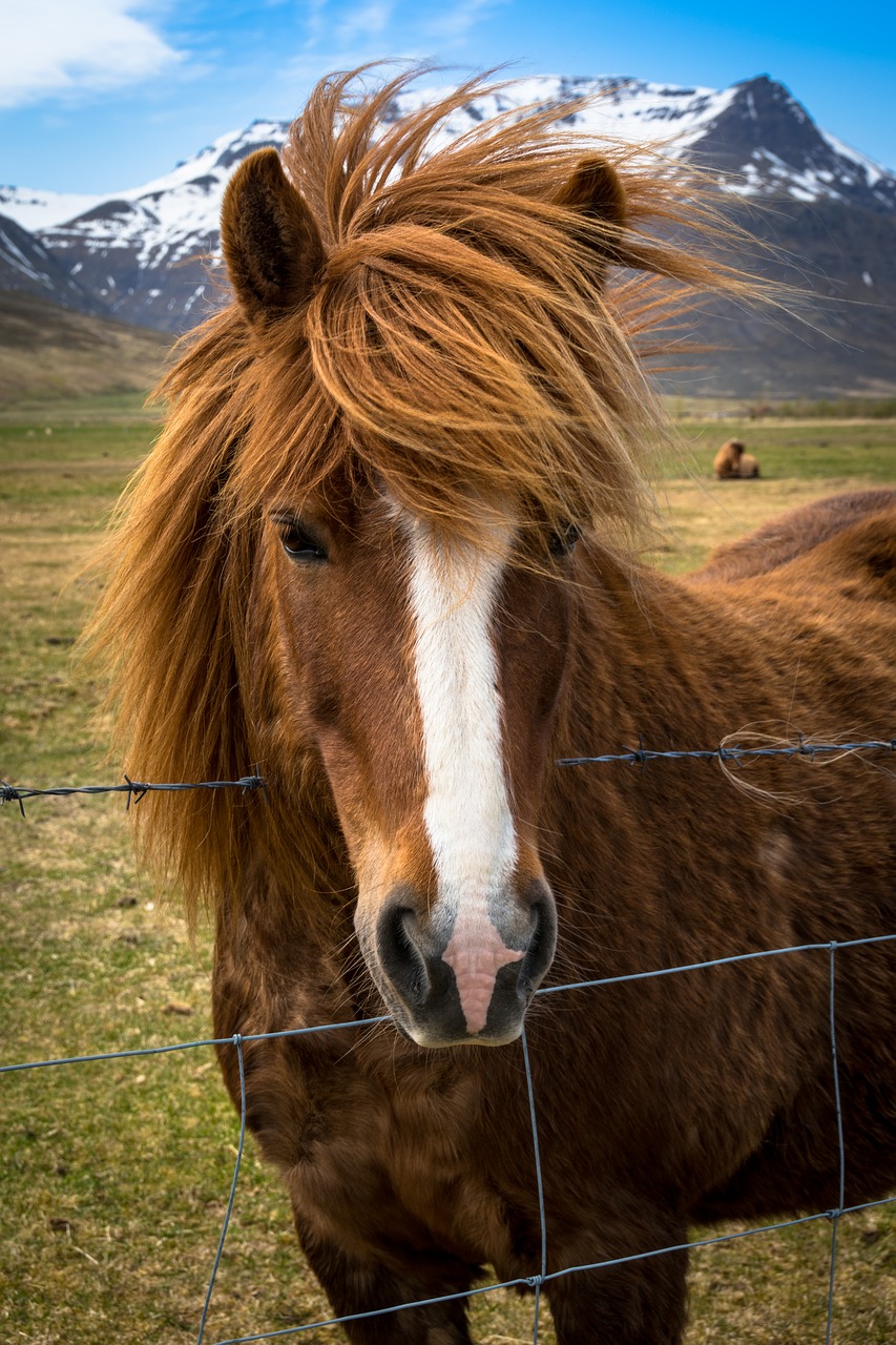 pony  horse  iceland free photo