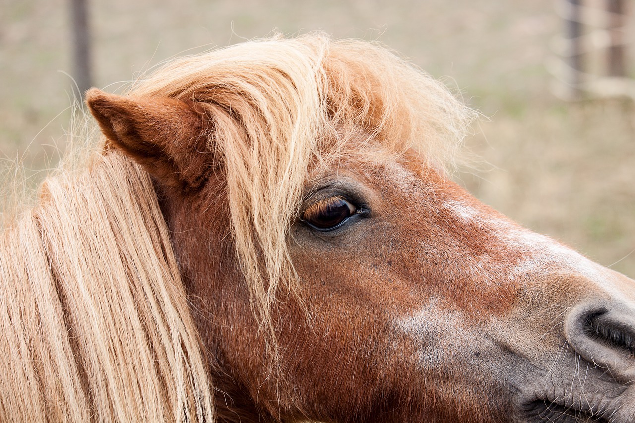 pony  horse  animal free photo