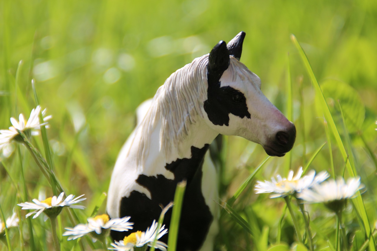 pony horse meadow free photo