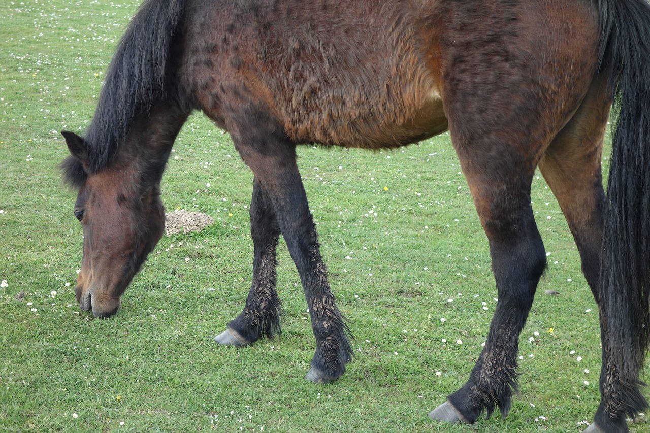 pony  grazing  equine free photo