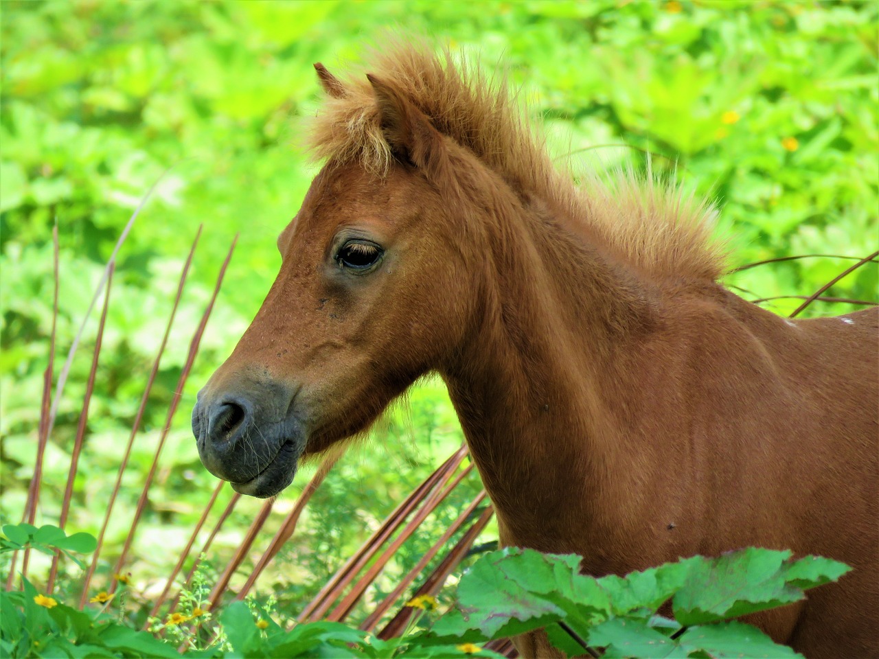 pony  horse  animal free photo