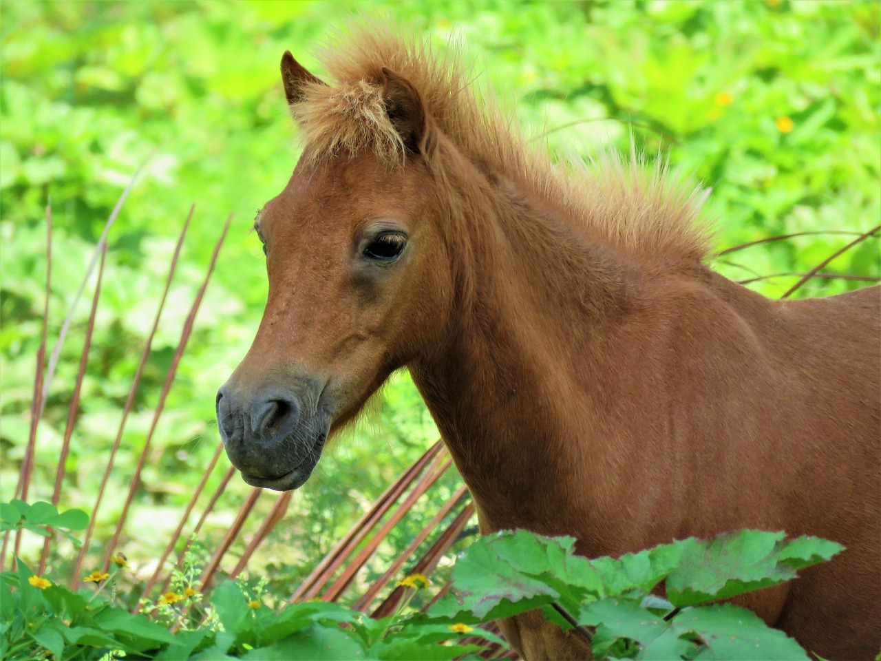 pony  horse  mane free photo