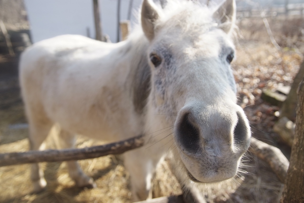 pony  horses  horse free photo