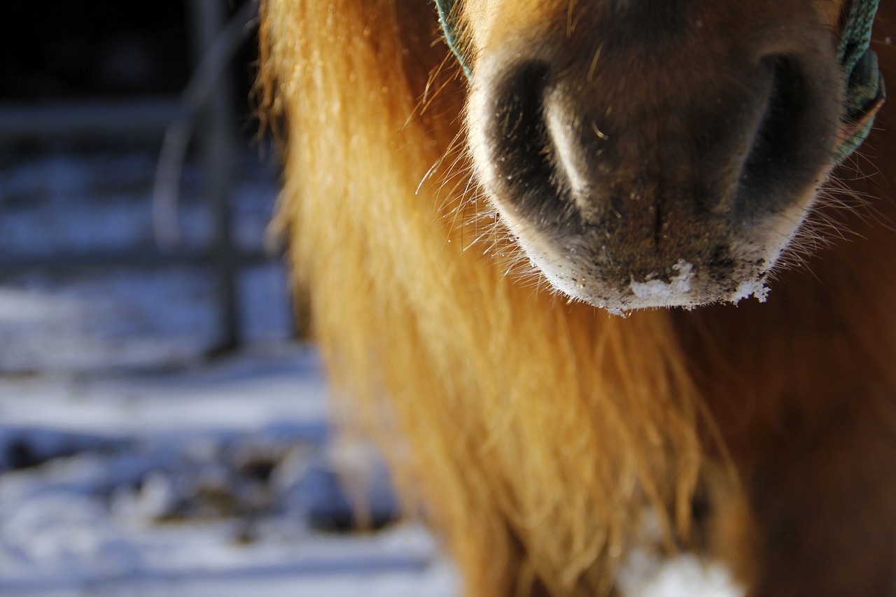 pony  nose  snow free photo