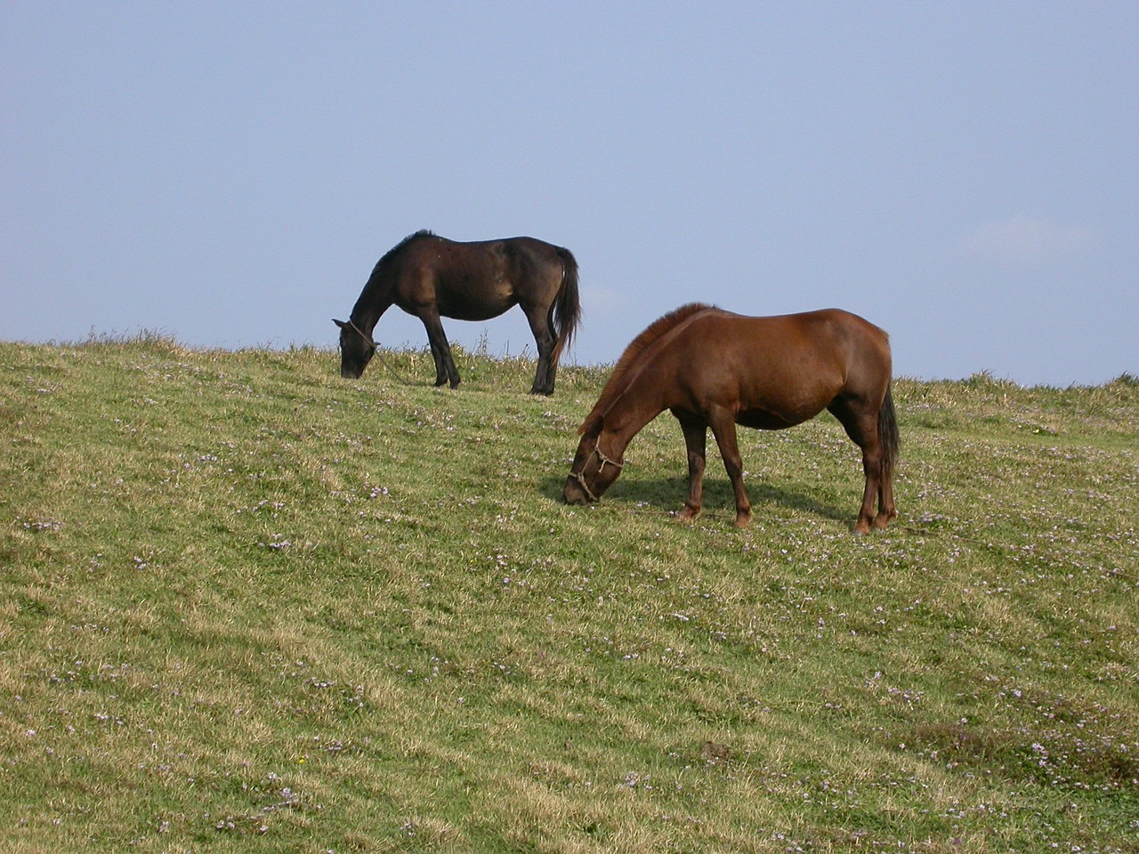 pony meadow jeju island free photo