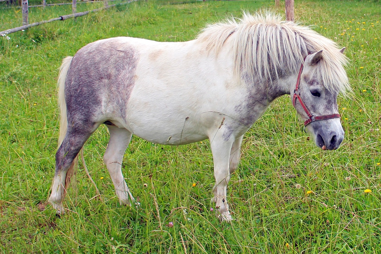 pony horse animal free photo