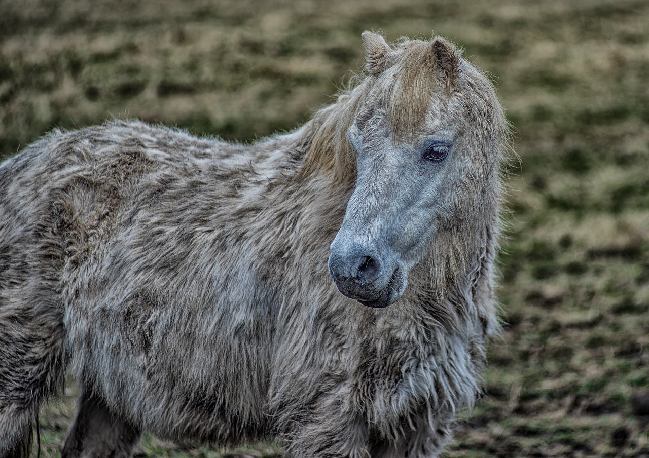 pony  horse  animal free photo