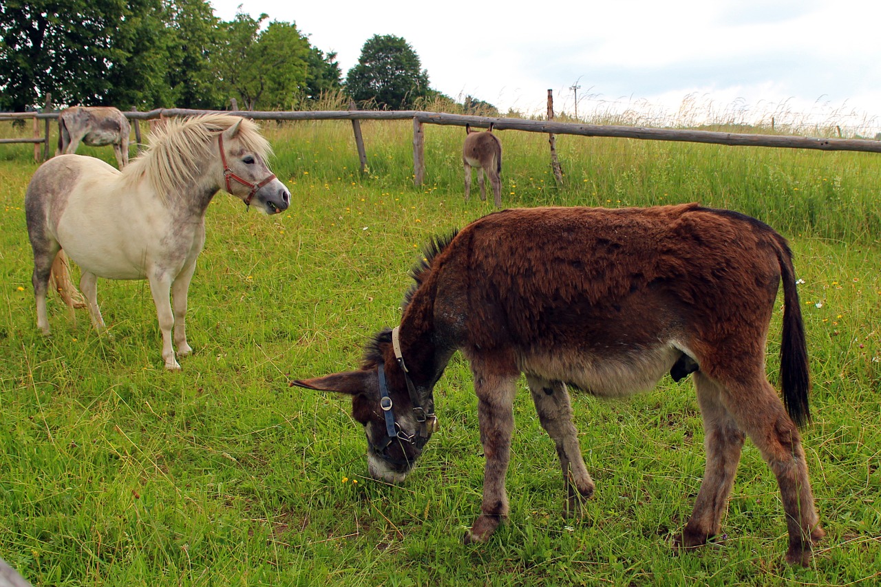 pony horse donkey free photo