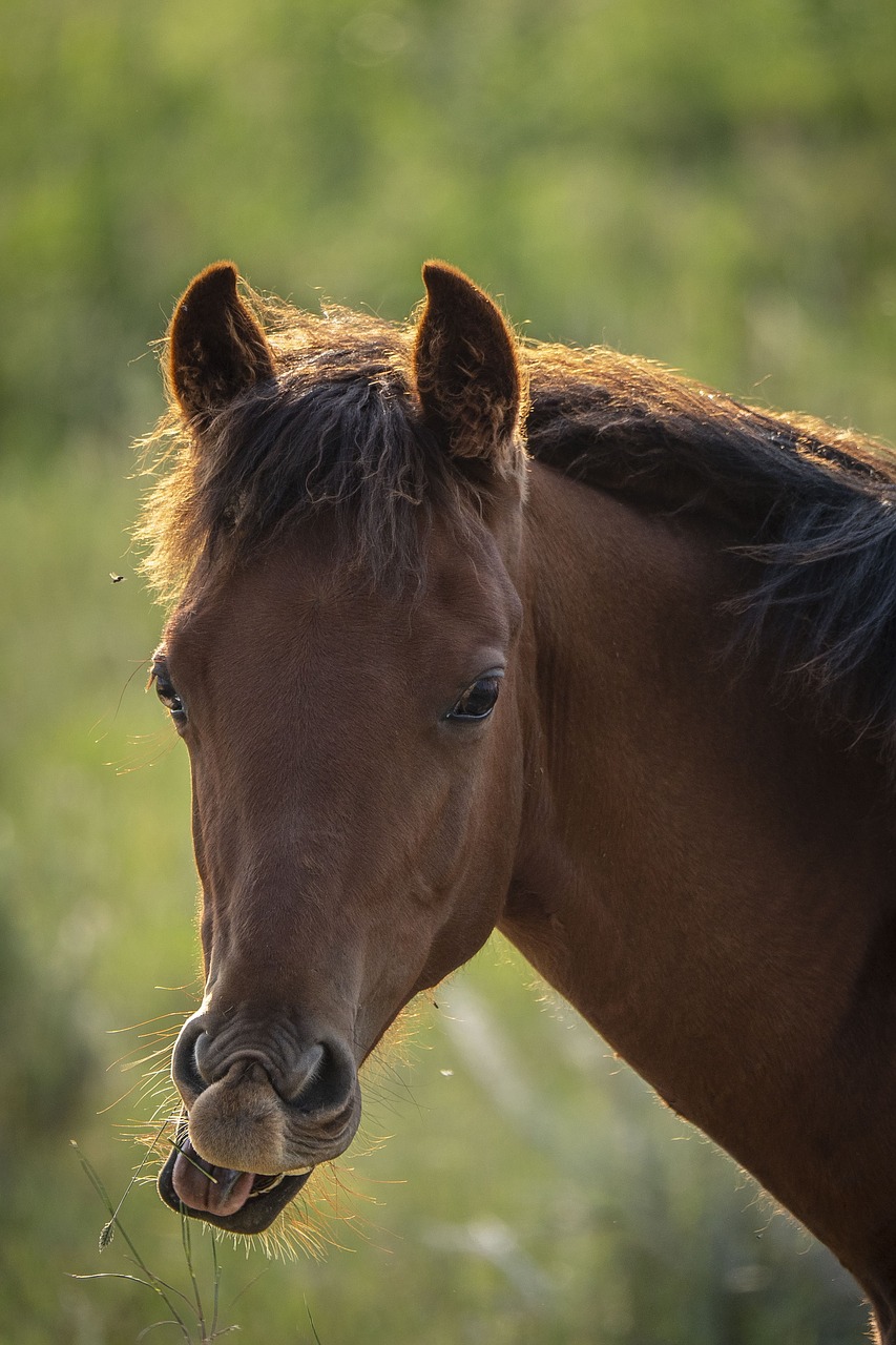 pony  horse  portrait free photo