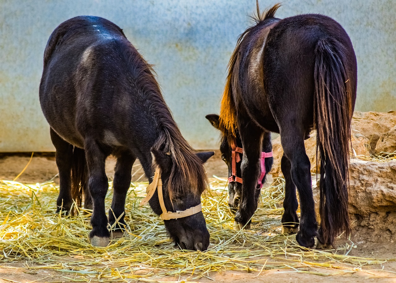 pony  horses  animal free photo