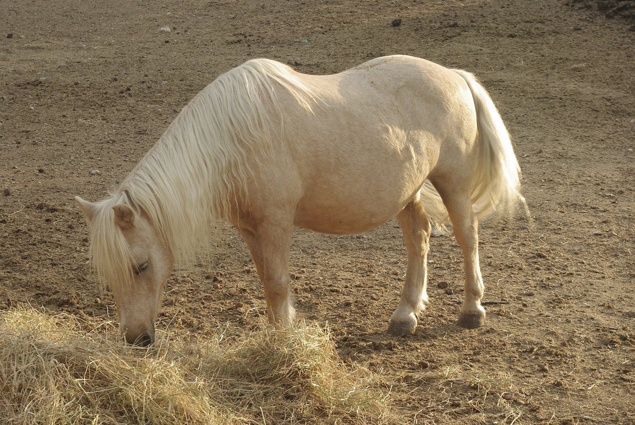 pony  shetland  hay free photo
