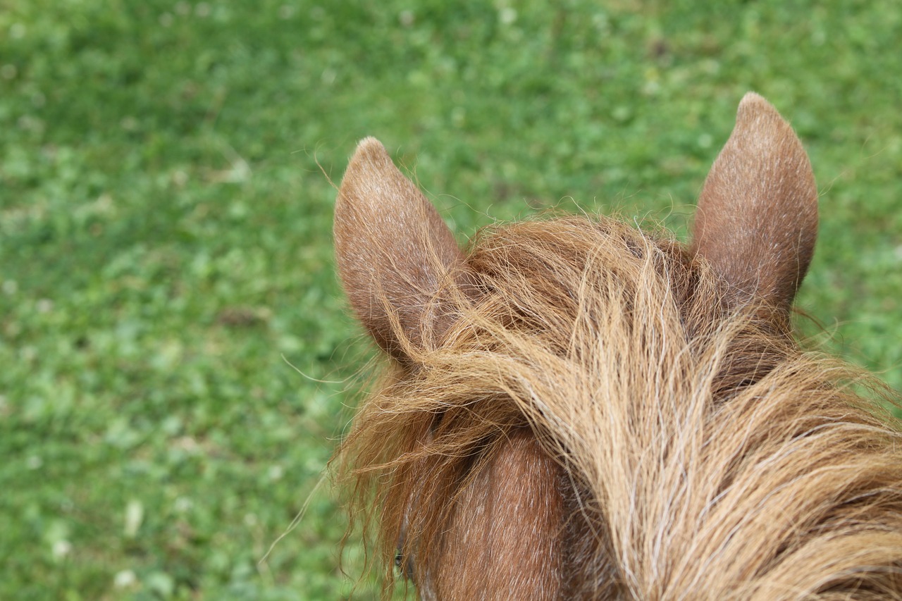 pony  ears  meadow free photo