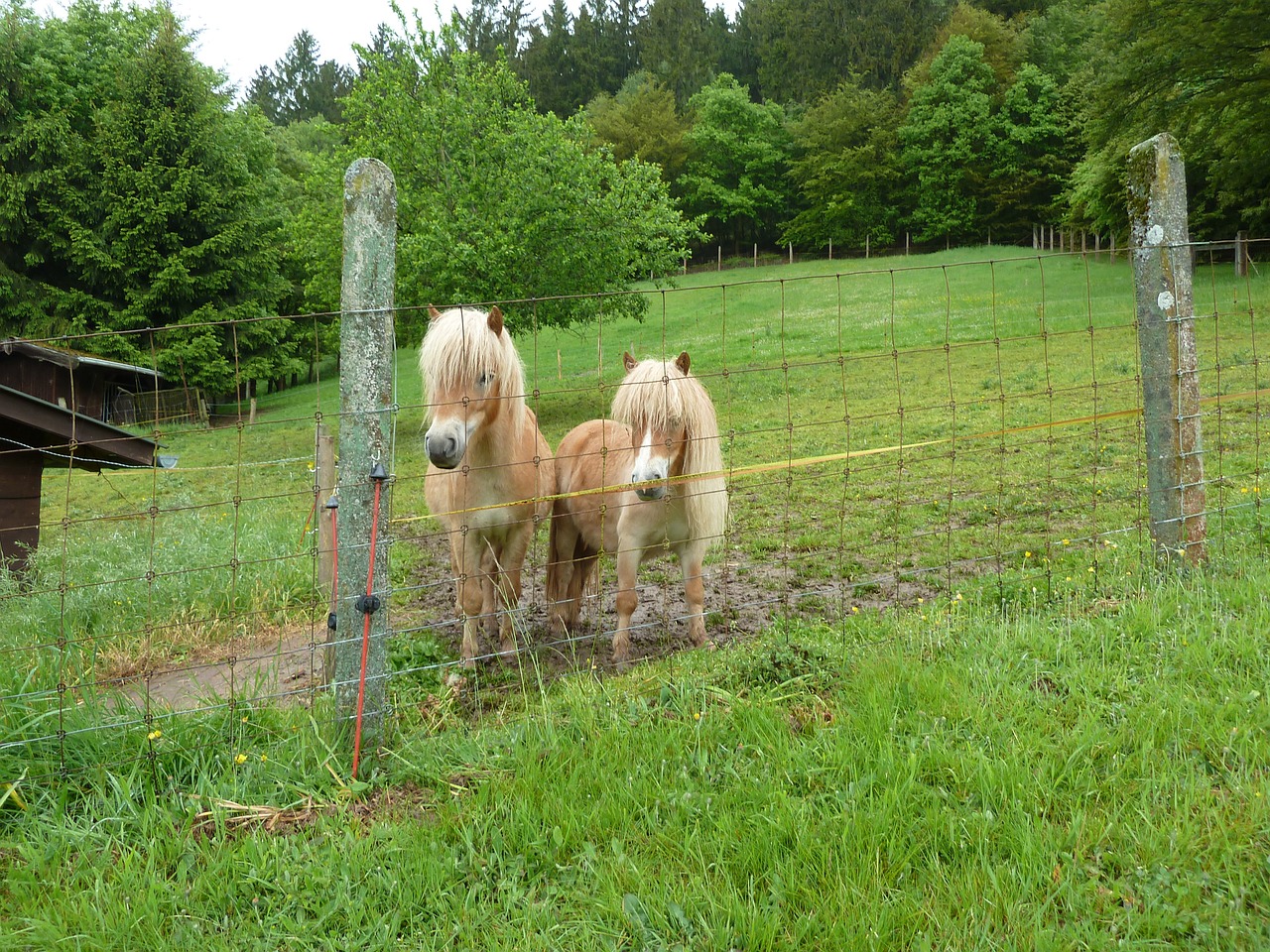 pony shettie minishettie free photo