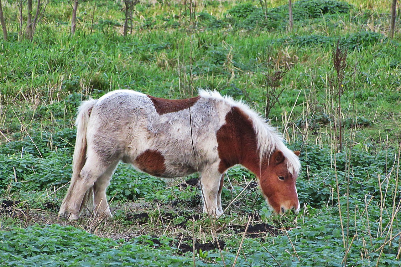 pony  horse  browser free photo