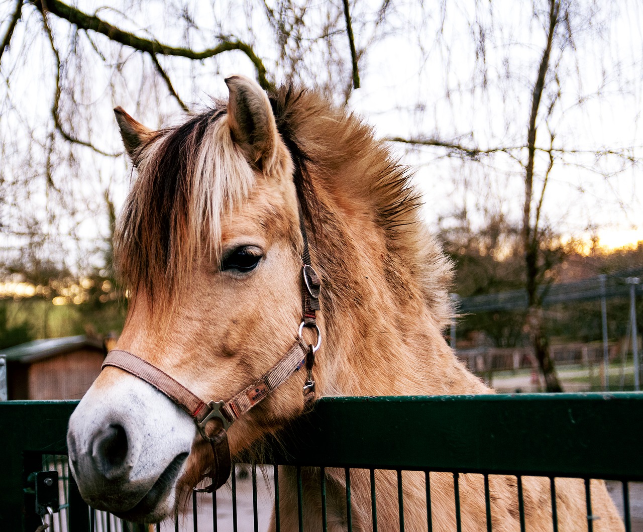 pony  horse  mammal free photo