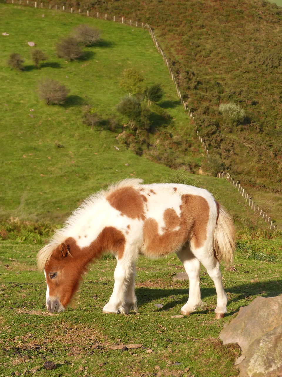 pony  pacer  pasture free photo
