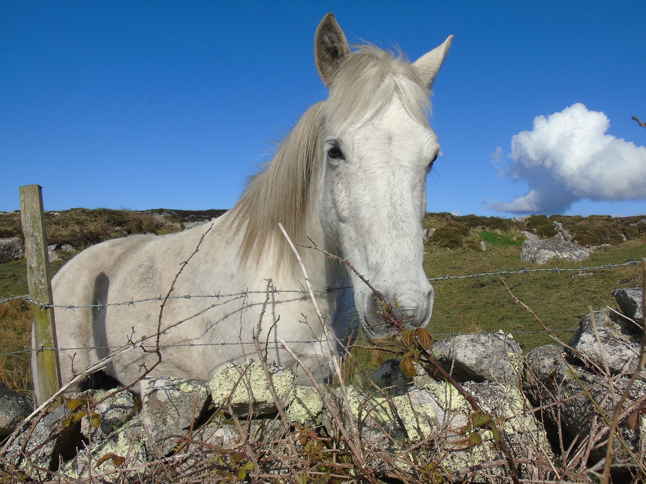 pony  ireland  horse free photo