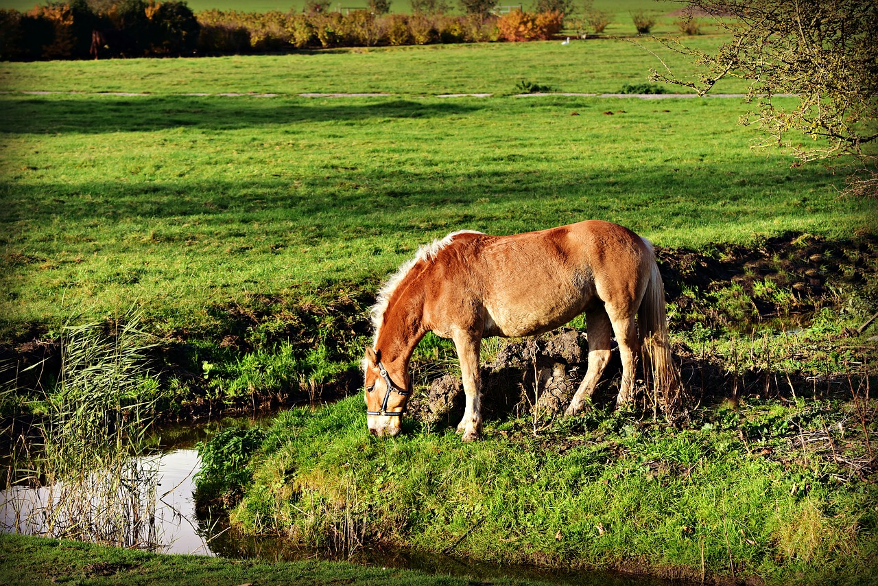 pony  horse  animal free photo