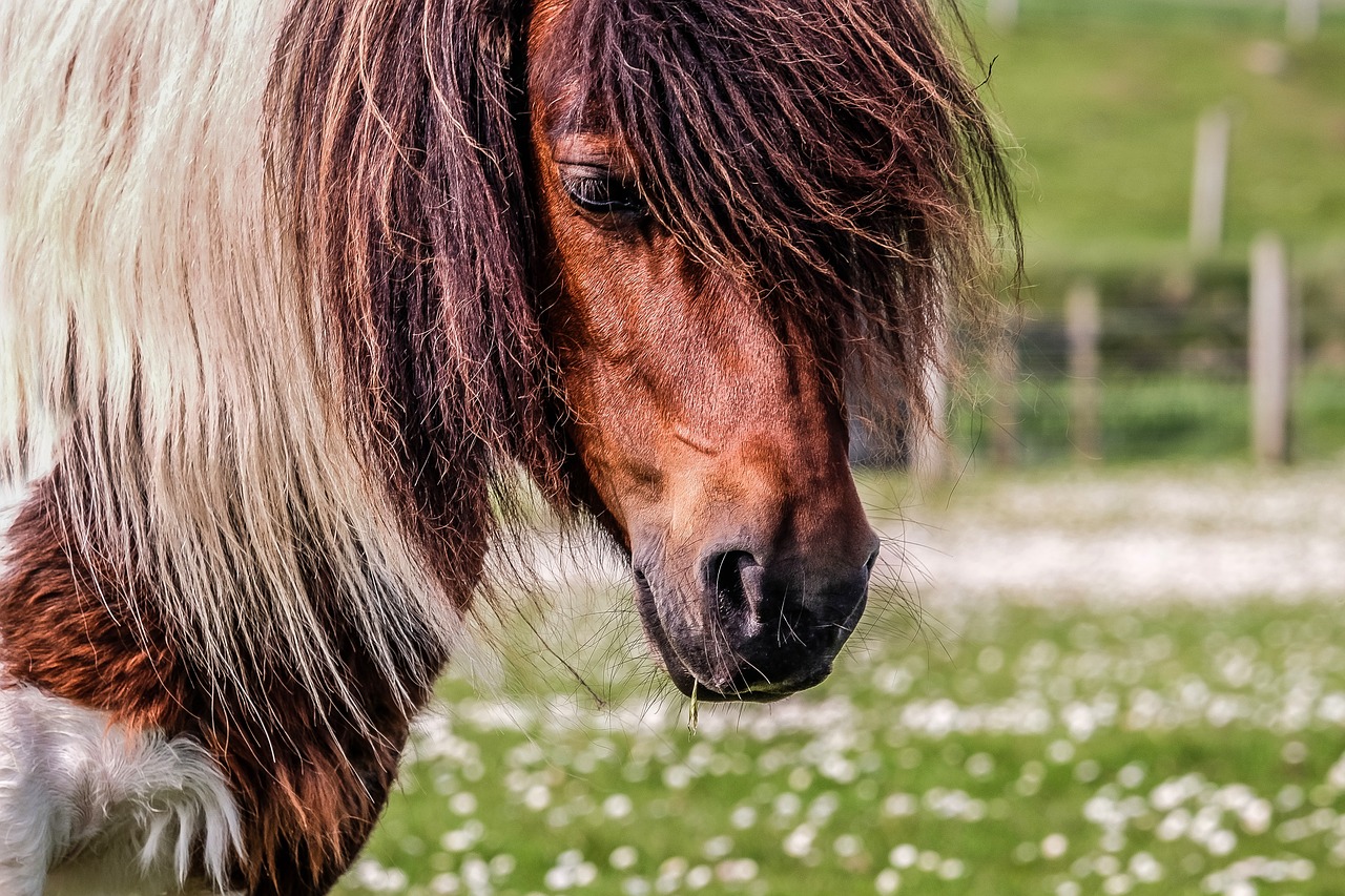 pony  shetland  shetland pony free photo