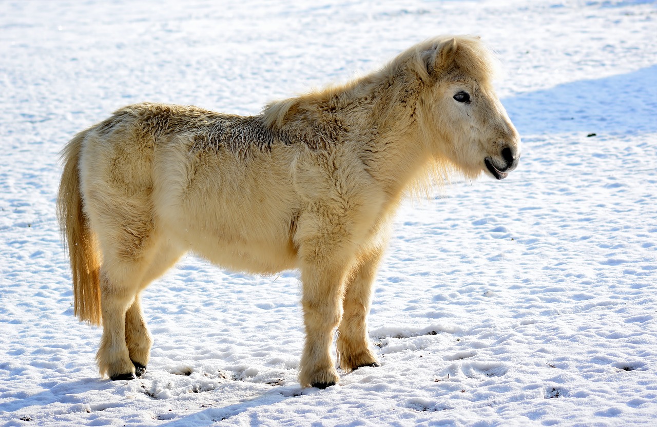 pony  winter  snow free photo