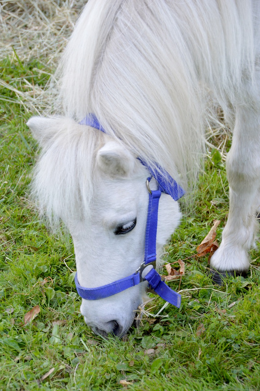pony  horse  mane free photo
