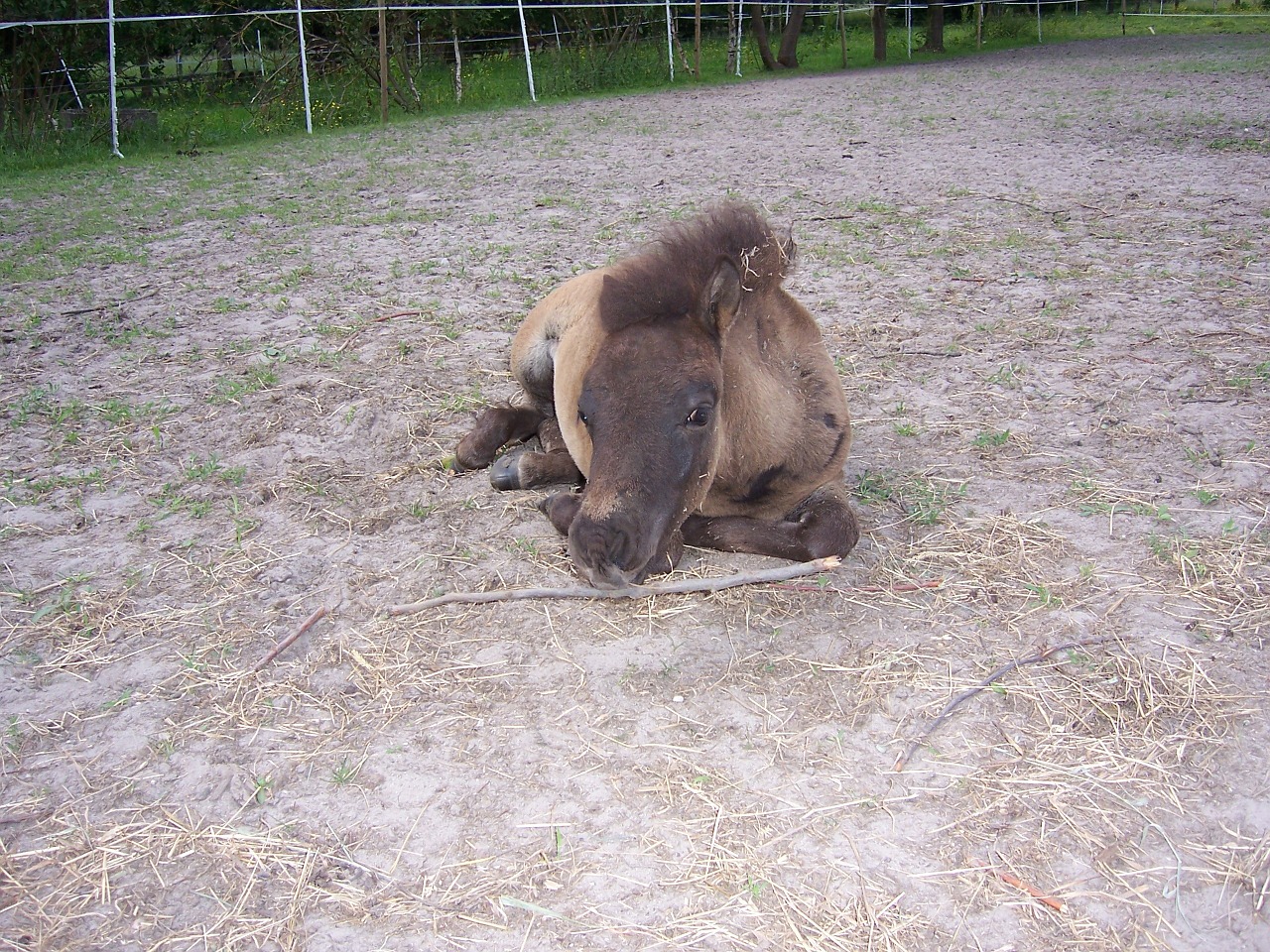 pony foal mammal free photo